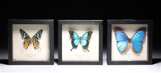 Three Framed Butterfly Specimens